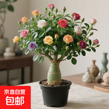 沙漠玫瑰盆栽重瓣带花苞老桩大苗庭院阳台耐旱植物易养活当年开花 沙漠玫瑰幻彩恋歌_当年开花