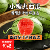 正宗河南2k小糖丸西瓜 手撕薄皮 新鲜水果 现摘直发 小糖丸净重1.5-2斤手撕爆甜小西瓜