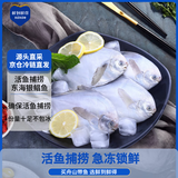 鲜到鲜得 冷冻东海银鲳鱼800g/8条装 平鱼 深海鱼 生鲜鱼类 烧烤食材
