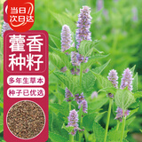 寿禾藿香种子种苗食用香草家庭阳台种植 潍丰香洋藿香种子2000粒