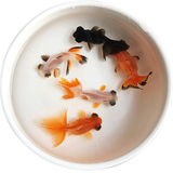 优鱼若宠观赏鱼活体水族宠物鱼 金鱼活鱼 小金鱼活体 冷水鱼淡水鱼 4-5cm蝶尾金鱼随机混色6+1条防损