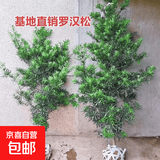 罗汉松树苗雀舌罗汉松苗米叶罗汉松小叶罗汉松盆景四季常青树 2公分粗【成活率高】