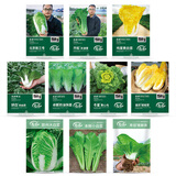 寿禾白菜种子大全夏秋季胶州大白菜耐热蔬菜种籽 10种白菜种子大全