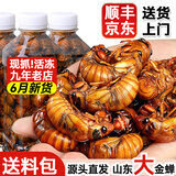 莲山九鲜山东大号金蝉知了猴 生鲜冷冻生爬叉知了龟 非熟食烧烤食材冷链 大号金蝉100只装（新货）
