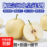 【正宗河北皇冠梨】薄皮新鲜脆甜非雪花梨香梨秋月梨一整箱 河北皇冠梨4斤装（净重3.5斤）【精选大果】
