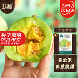 北蔬东京甜宝甜瓜种子苗绿白皮薄皮香瓜水果种籽 东京甜宝种子约60粒
