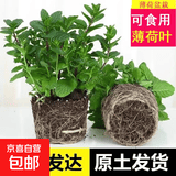 铜钱草水培植物大叶水栽鱼缸水养绿植金钱草小水草客厅室内外花卉 薄荷盆栽（1盆）