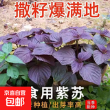 四季食用紫苏种子薄荷种子细叶苦苣种子家庭四季阳台种植盆栽驱蚊 养生紫苏家庭种植约3000粒3包