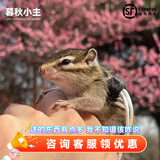 暮秋小主2026头窝家养松鼠活物幼崽宠物雪地黄山金花松鼠活物魔王松鼠活体 金花松鼠幼崽（公母备注）