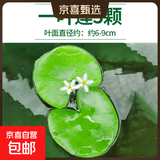 疯狂水草浮萍水草水上和鱼共养金鱼缸造景古法养鱼净化水质水芙蓉 一叶莲5颗（6-9cm）