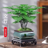 花行榜文竹盆栽绿植物室内客厅中式禅意盆景办公室摆件高端花卉源头直发