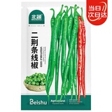 北蔬二荆条辣椒种子种苗特辣超长线椒蔬菜种籽 二荆条线椒种子100粒