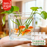 寿禾 透明水培玻璃瓶花盆种球方形加厚种植杯  10*10cm方形水培玻璃瓶