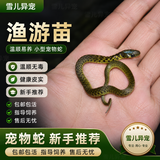 玉米蛇活物真蛇宠物蛇爬宠幼体翠青白化宠物蛇无毒黑王暴风雪玉米 渔游苗【活动特价】