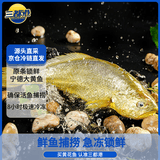 三都港冷冻黄花鱼1kg  宁德大黄鱼 生鲜 鱼类 深海鱼 海鲜水产