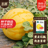 北蔬 金玲珑西瓜种子种苗黄皮红肉西瓜水果种籽 金玲珑西瓜种子约20粒