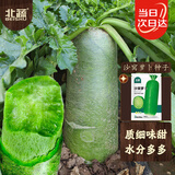 北蔬萝卜种子苗水果青萝卜甜脆生吃夏秋蔬菜种籽 沙窝萝卜种子20g