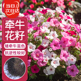 寿禾 矮牵牛花种子种苗混色盆栽花卉种籽 牵牛花(矮牵牛混色)1万粒/袋
