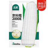 北蔬 白糯玉米种子苗大棒粘香苞米四季菜种籽 京科糯2000E玉米种子40g