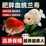 云峰海瑞观赏金鱼 冷水鱼 观赏鱼耐活鱼 活体鱼 淡水鱼小金鱼活鱼锦鲤活鱼 兰寿4-6厘米4条（颜色随机）