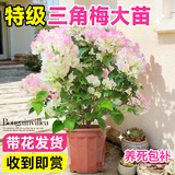 爱优尚三角梅盆栽带花苞树阳台室内植物阳台庭院四季开花绿樱源头直发