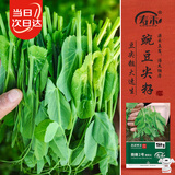 寿禾豌豆尖种子种苗四季吃苗盆栽蔬菜种籽 脆嫩2号豌豆尖种子50g*3袋