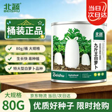 北蔬 萝卜种子苗特大型白萝卜秋冬蔬菜种籽 九斤王白萝卜种子80g桶装