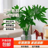 年宵花富贵竹龙鳞春羽水培植物春节过年装饰绿萝盆栽花卉绿植年货 精品春羽40-50cm【3棵】+灰金边竖纹瓶+陶粒
