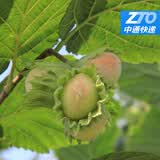 溪味道辽宁新鲜带绿皮大榛子水仁榛子鲜果坚果水瓤榛子脱皮榛子 新鲜带绿皮榛子5斤（带钳子）