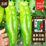 北蔬牛角椒种子苗大果尖椒辣椒微微辣夏秋四季菜种籽 牛角椒种子100粒