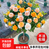 棒棒糖树桩月季花苗树状特大花朵四季开花花卉植物庭院玫瑰花树苗 果汁阳台【多季循环开花】 粗度：直径2-2.2cm