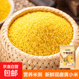 精选黄小米 油小米 月子米黄米粟米杂粮山西特产当季新米 黄小米500g