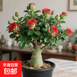 沙漠玫瑰盆栽重瓣带花苞老桩大苗庭院阳台耐旱植物易养活当年开花 沙漠玫瑰红炎幽梦_当年开花