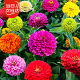 寿禾百日草种子混色重瓣庭院盆栽百日菊花卉种子 混色百日草种子250g