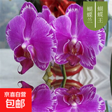双花剑蝴蝶兰盆栽兰花大苗带花剑带花苞四季开花室内花好养易成活 13.蝴蝶王--双花剑发货 塑料盆栽好
