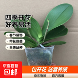 年宵花春节蝴蝶兰盆栽绿植花卉年货装饰过年四季开花大苗好养易活 白美人---【包开花】送营养液2包 带2支花剑