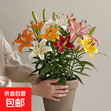 香水百合种球带芽四季开花室内外阳台多头百合耐寒好养 混色【带芽发货】 2个球（实惠）