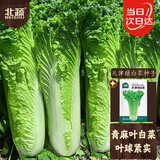北蔬白菜种子苗青麻叶直筒白菜夏秋蔬菜籽 天津绿白菜种子15g约4500粒