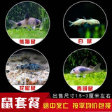 卡奇鱼 工具鱼 鼠鱼  异形鱼 垃圾鱼 底栖鱼 观赏鱼 清缸除藻胡子帆蛇仔 鼠鱼套餐C