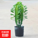 巴西龙骨植物盆栽大办公室面招财盆景室内客厅好养多肉绿植花卉 青龙骨30-40cm.3-5分叉（原盆）
