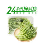七鲜24小时富硒蒿子秆苗 200g