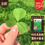 北蔬金花大叶草头种子种苗黄花三叶草苜蓿菜籽 金花大叶草头种子10g
