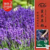 寿禾 薰衣草种子苗四季可盆栽种花卉籽 鲜之吻法国薰衣草种子约6000粒