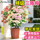 爱优尚三角梅盆栽带花苞树阳台室内植物阳台庭院四季开花三角梅源头直发