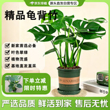 京东绿植龟背竹盆栽绿植物土培小型室内小盆栽室内办公室好养加仑源头直发