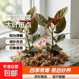 竹节海棠花卉盆栽大叶斑点易活四季阳台观叶秋海棠木本绿植物好养 2年苗2颗【不含盆】