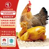 天农盐焗清远鸡 正宗广东特产咸香走地鸡 1.6斤 加热即熟食 整只 冷冻