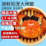【活蟹】湖鲜阳澄 大闸蟹 去绳足重 3.7-4.0两 10只 鲜活六月黄现货超大螃蟹生鲜礼盒装