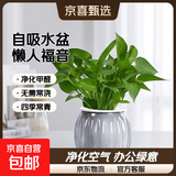【绿萝盆栽】吸甲醛净化空气水培绿植物懒人花卉好养搬家礼物全 【办公室绿化20盆】绿萝+灰色南瓜盆自吸水 整体含盆高度20-25cm