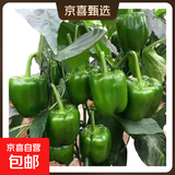 新鲜绿菜椒现摘山东圆椒青椒太空甜椒蔬菜灯笼椒生吃蔬菜沙拉 新鲜圆椒5斤